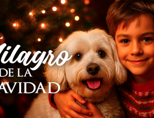 Dónde ver películas y series cristianas: conoce el canal Películas Cristianas